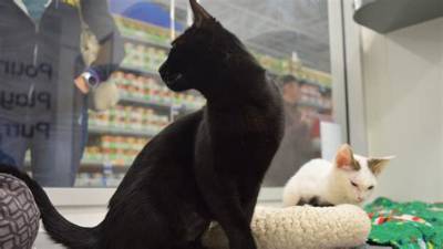 Are Petsmart Kitty Condos Safe? Fact-Checking Vaccine Rules and Staff Ratios