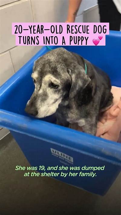 Caring for a 20-Year-Old Rescue Dachshund: Essential Guide to Hospice Fostering and Senior Dog Adoption