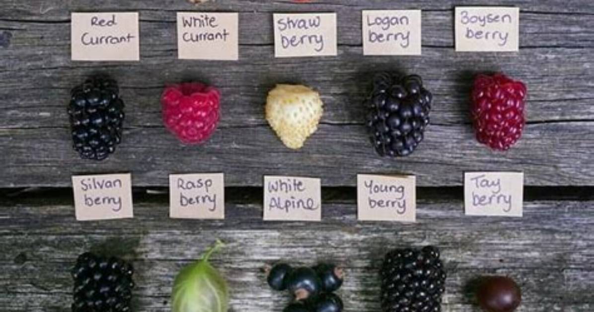 Debunking the 'Dingleberry Fruit': Visual Evidence and Botanical Facts