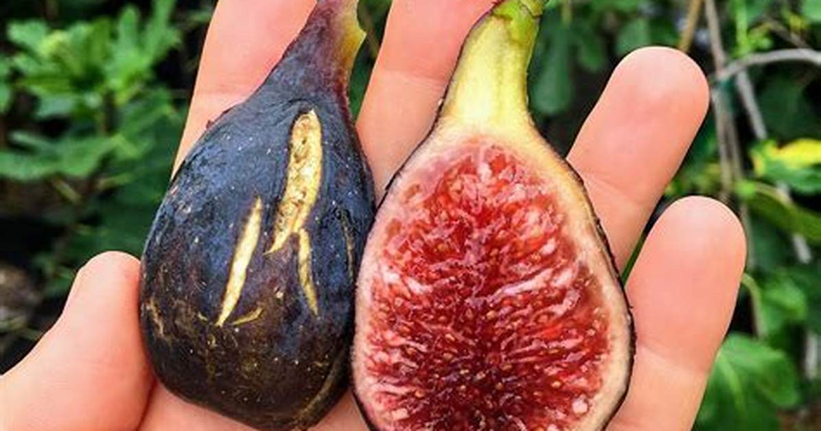 Does Big Fig Actually Prevent Sagging? What Heavy-Duty Sleep Tests Reveal