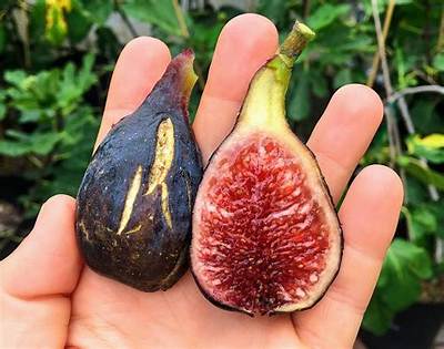 Does Big Fig Actually Prevent Sagging? What Heavy-Duty Sleep Tests Reveal
