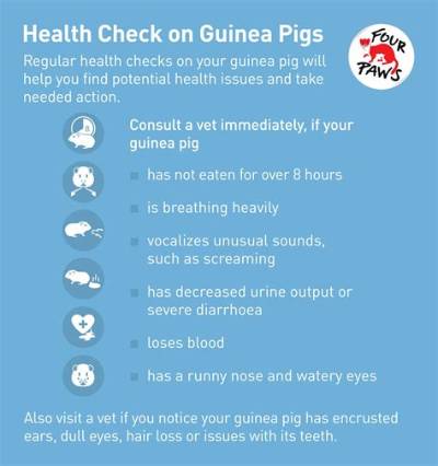 Fact Check: Are Guinea Pigs Really Overrunning Los Angeles or Is It Just a Housing Meme?