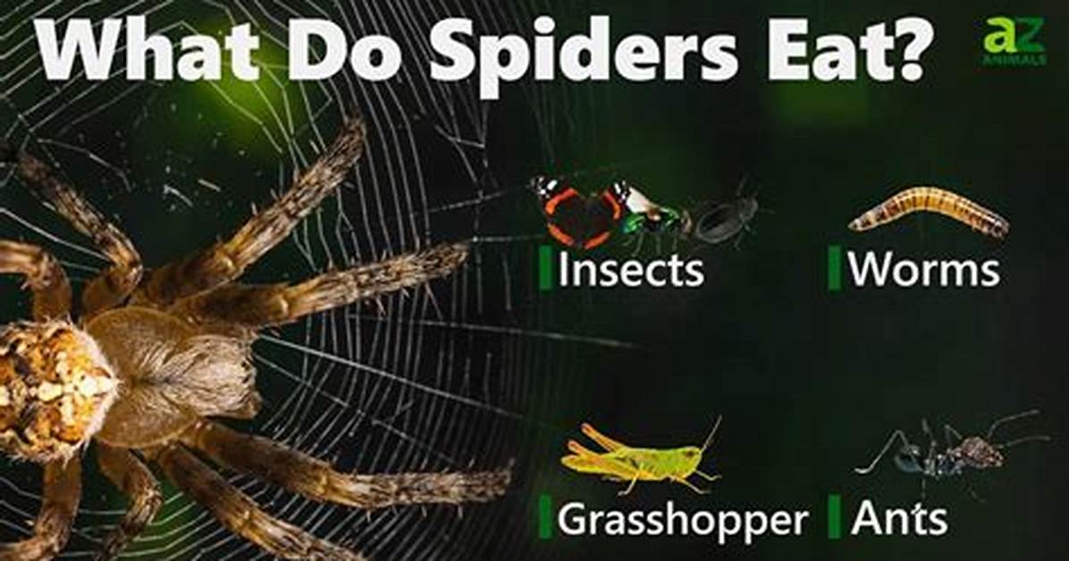 How Many Spiders Do You Eat in Your Sleep? Everything You Need to Know to Sleep Soundly