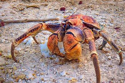 Is Coconut Crab Safe to Eat? Fact-Checking Toxicity, Taste, and Amelia Earhart Myths