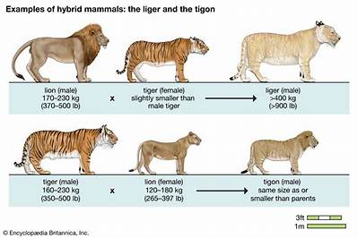 Liger vs Tigon Fact-Check: Do Lion-Tiger Hybrids Ever Occur in the Wild?