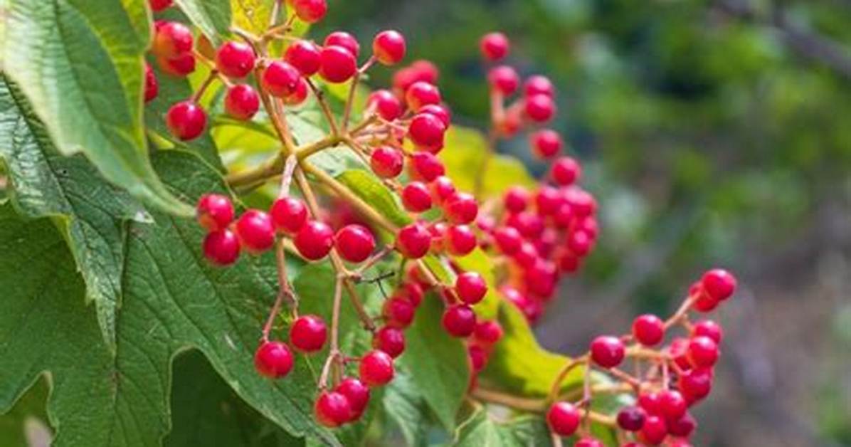Local Berries in Early Spring: What Happens If You Mash High-Tech Greenhouse Fruit?