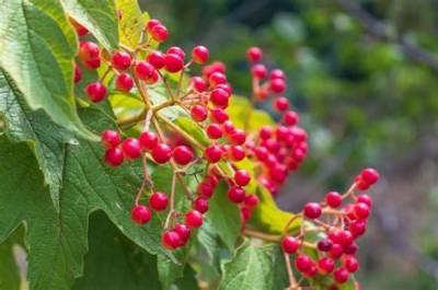 Local Berries in Early Spring: What Happens If You Mash High-Tech Greenhouse Fruit?