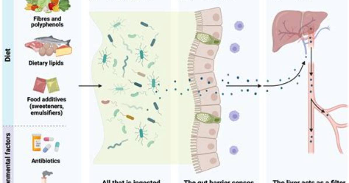 Microbiome Gut