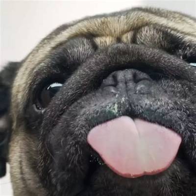 Pug Screen Licker in Action: the Ultimate Visual Loop Breakdown