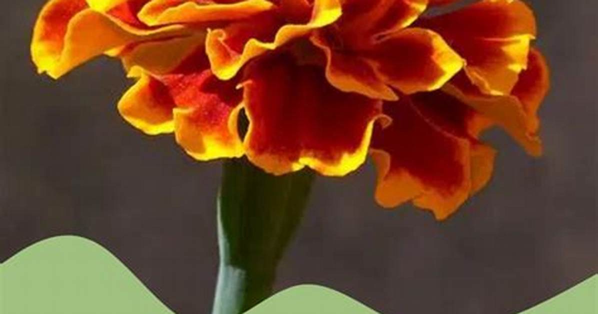 The Ultimate Beginner Guide to Diy Carnations: Supplies, Folding, and Styling