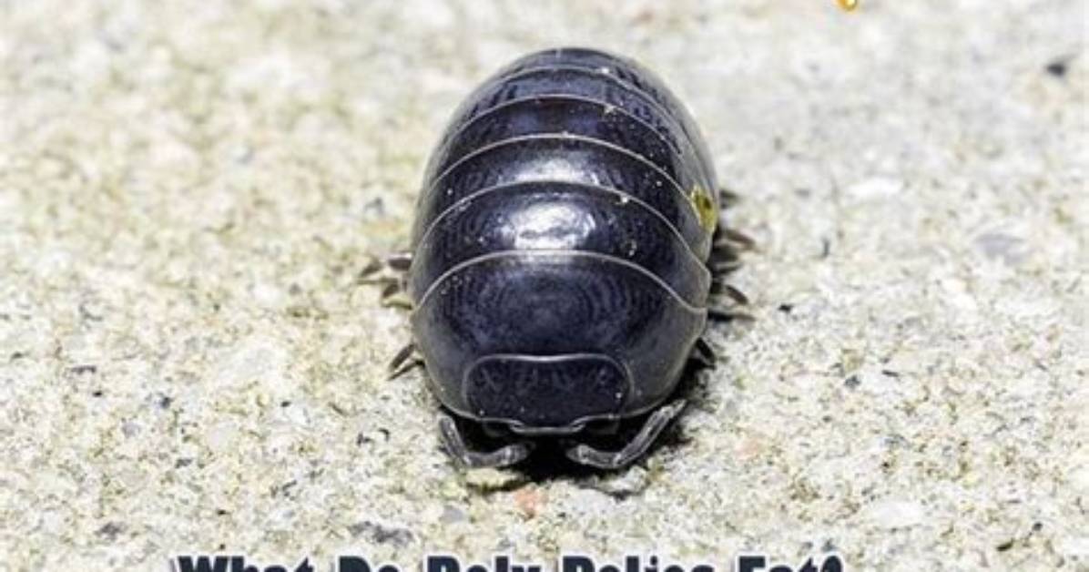 What Do Rolly Pollies Drink? the Complete Hydration and Pet Care Guide