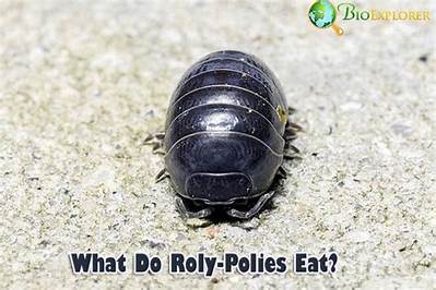 What Do Rolly Pollies Drink? the Complete Hydration and Pet Care Guide