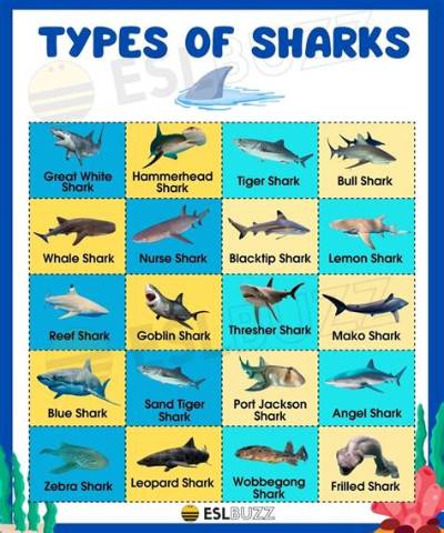 What Species Are the Fish in Shark Tale? Breaking Down Real Marine Biology